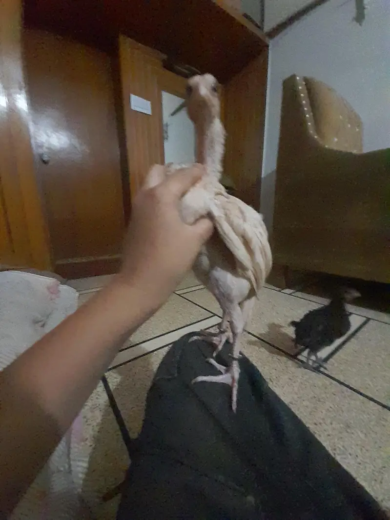 quality aseel no need to tel — photo 8