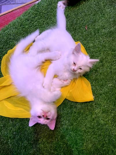 Persian cat for sale