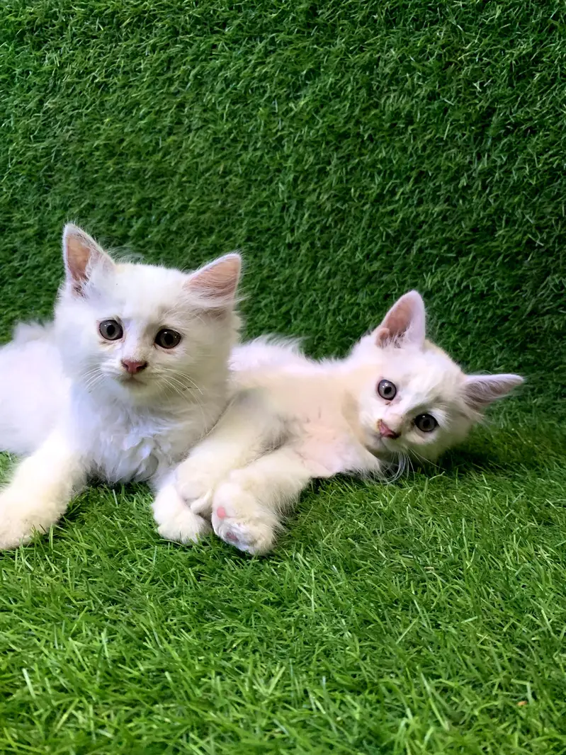 Persian cat for sale — photo 2