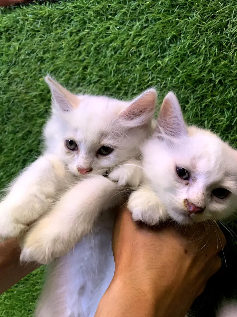 Persian cat for sale — photo 3
