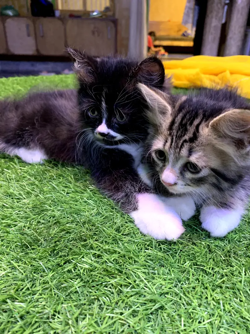 Persian cat for sale — photo 4