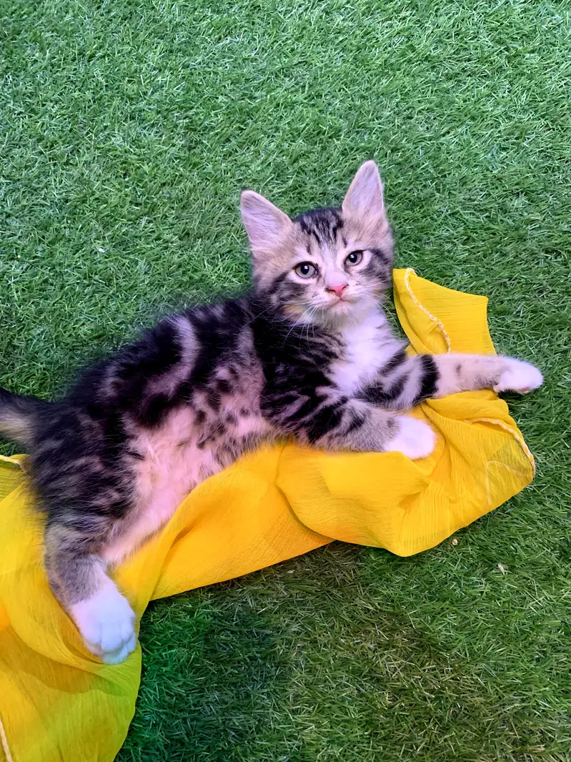 Persian cat for sale — photo 5