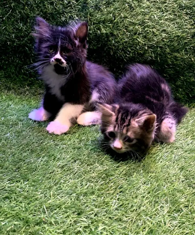 Persian cat for sale — photo 6