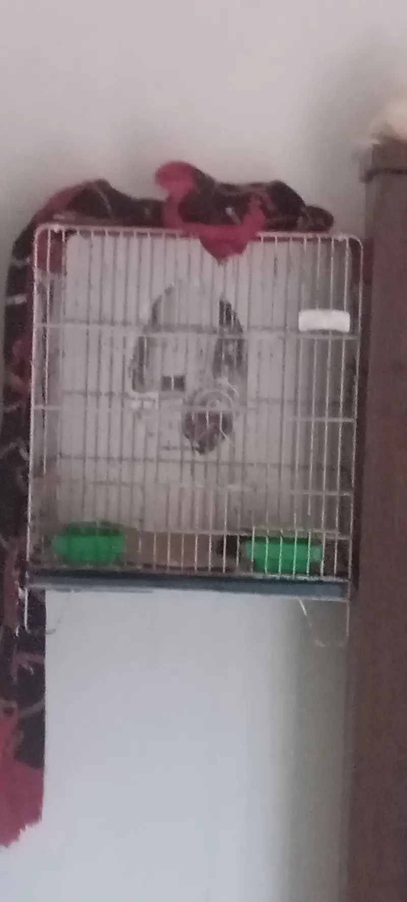 Parrot Cages — photo 3