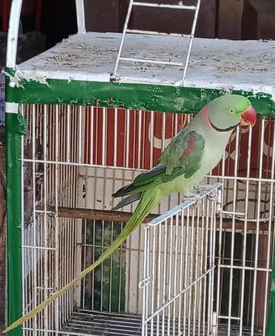 Kashmiri raw parrot for sale and time vice train vaccine mukammal