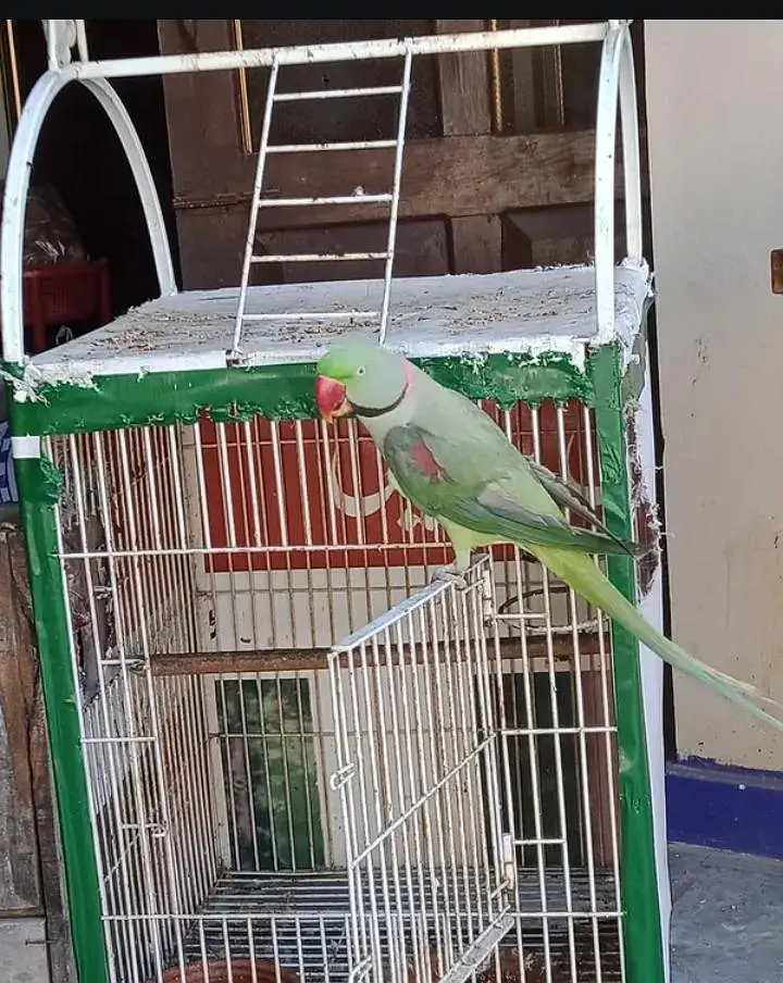 Kashmiri raw parrot for sale and time vice train vaccine mukammal — photo 2