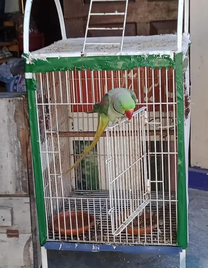 Kashmiri raw parrot for sale and time vice train vaccine mukammal — photo 3