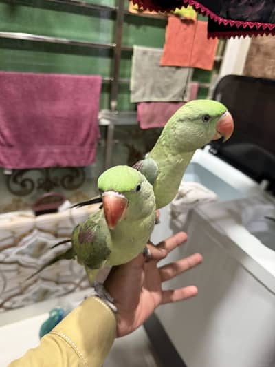 Pahari parrot