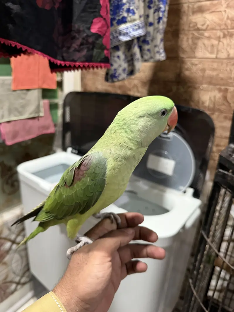 Pahari parrot — photo 2