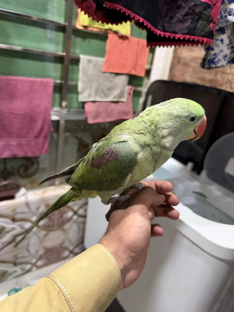 Pahari parrot — photo 3
