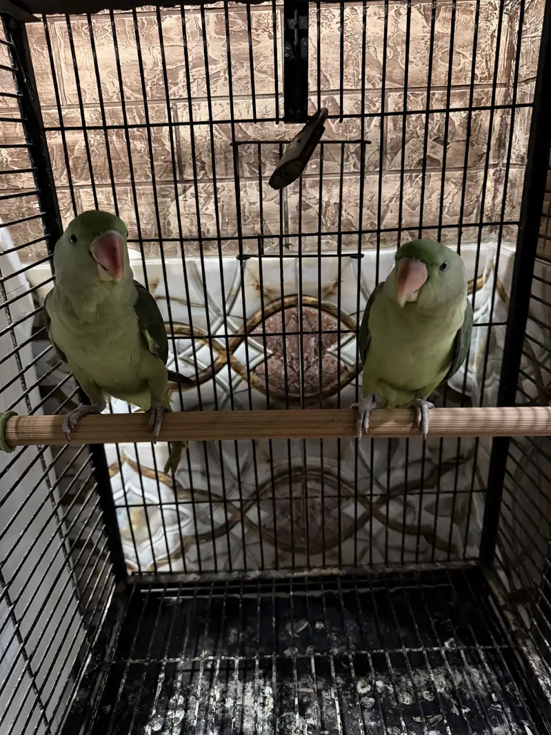 Pahari parrot — photo 4