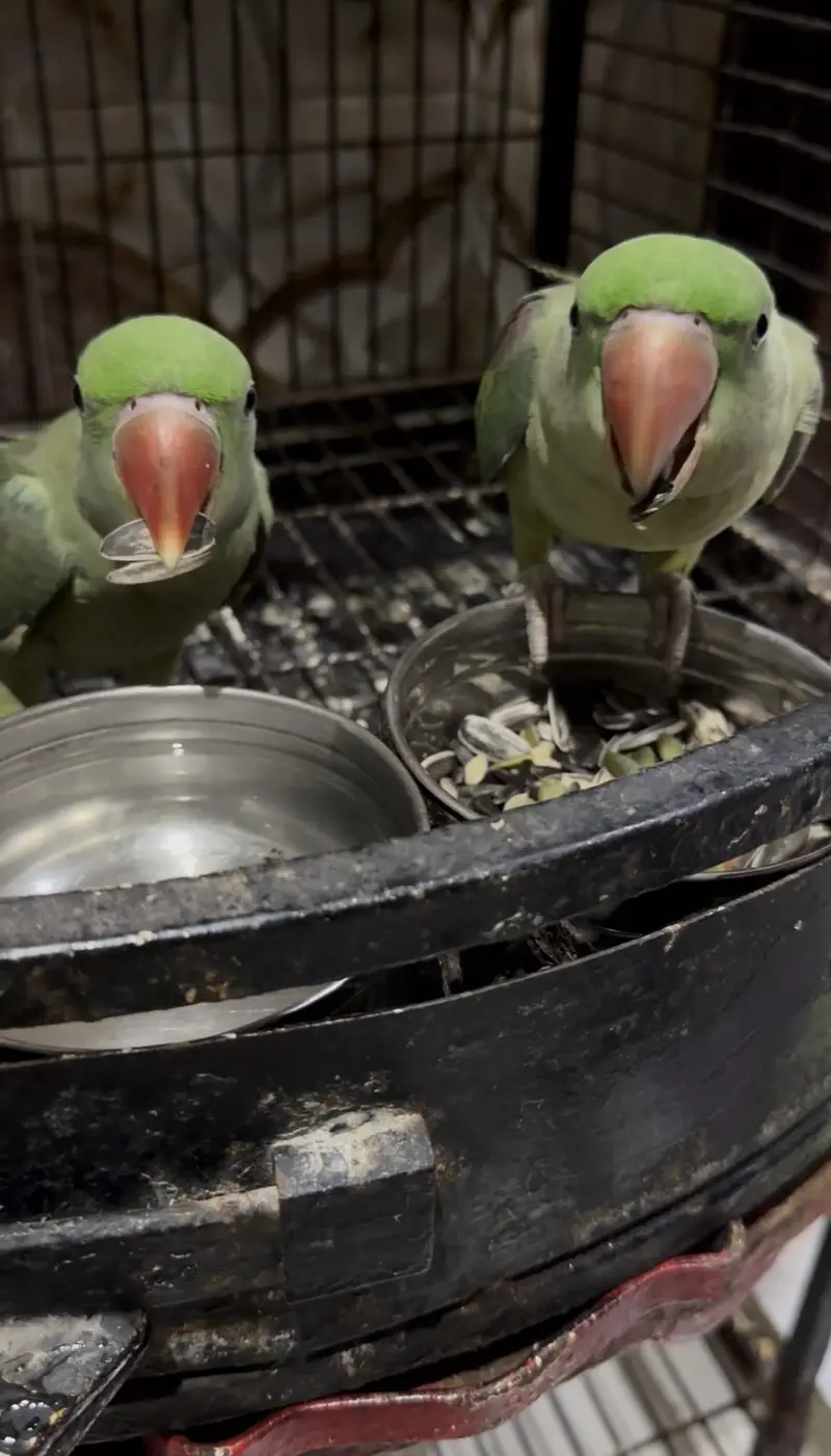 Pahari parrot — photo 5