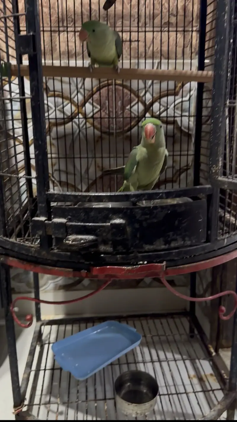 Pahari parrot — photo 6