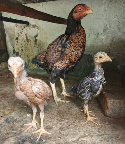Aseel Madi with 2 chicks