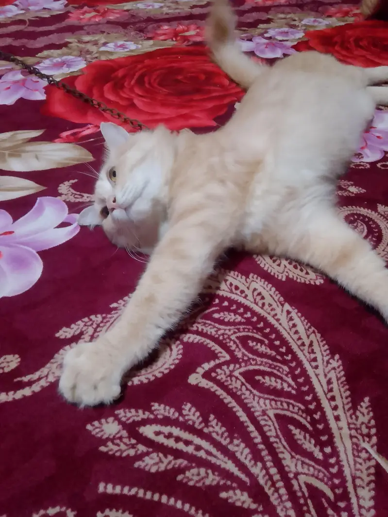iski vaccination aur sari chijen Hui Hain — photo 2