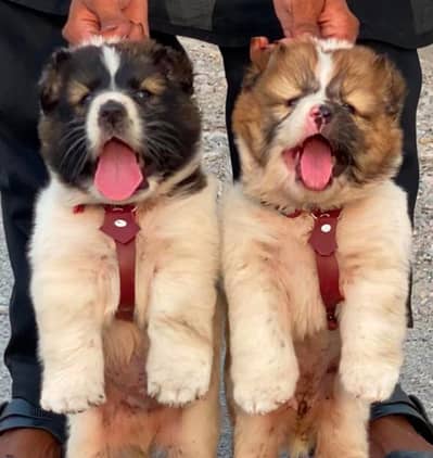 Afghan Kuchi dog male and female for sale available