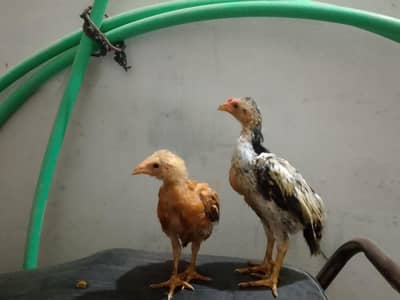 Aseel chicks 03110828968