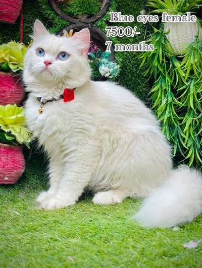 persian beautiful  cats available
