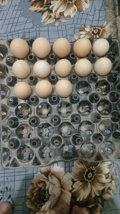 White shamo eggs