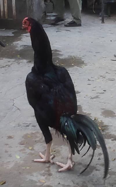 High Quality Imported Thai Aseel Rooster