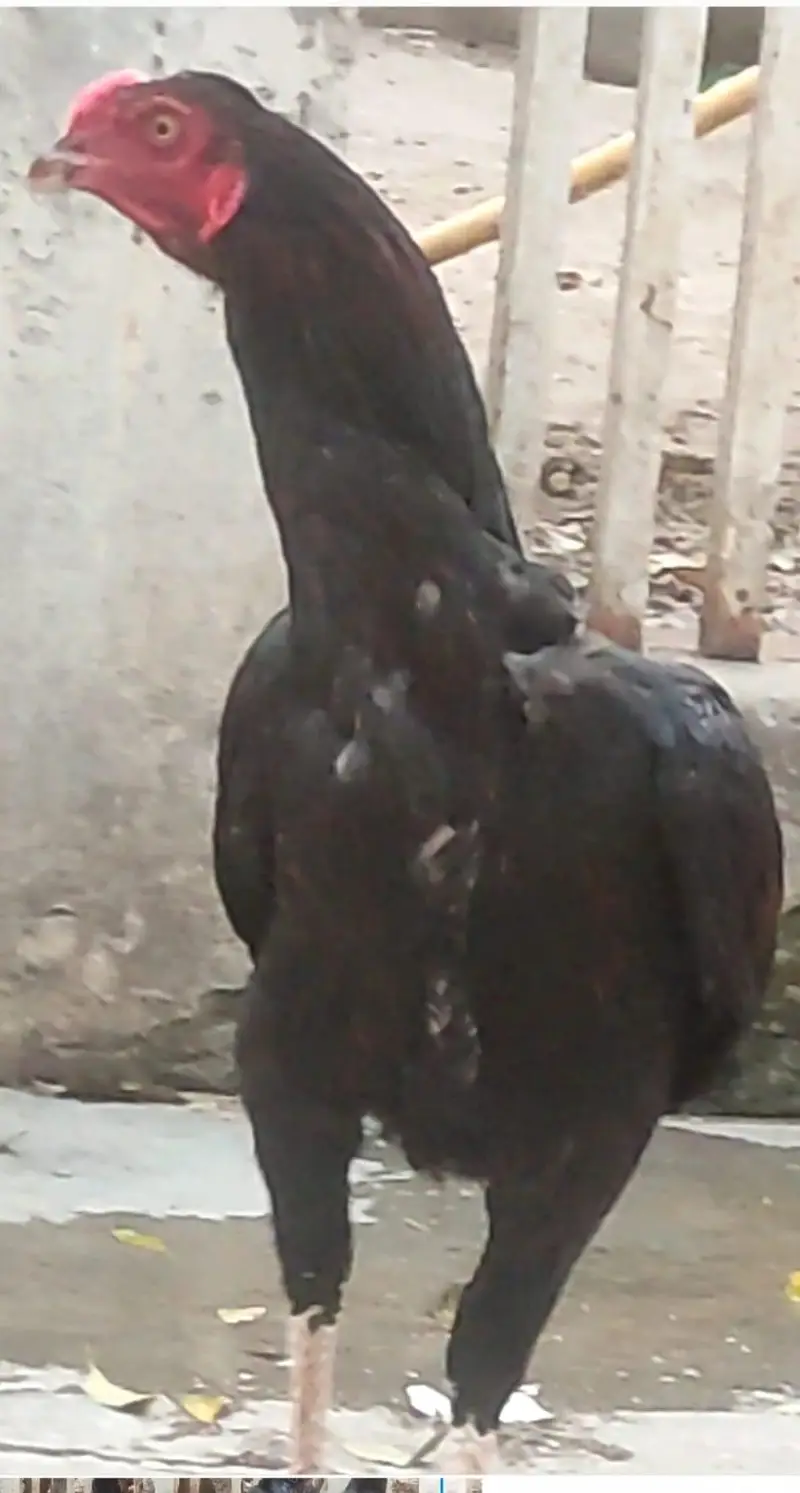High Quality Imported Thai Aseel Rooster — photo 2