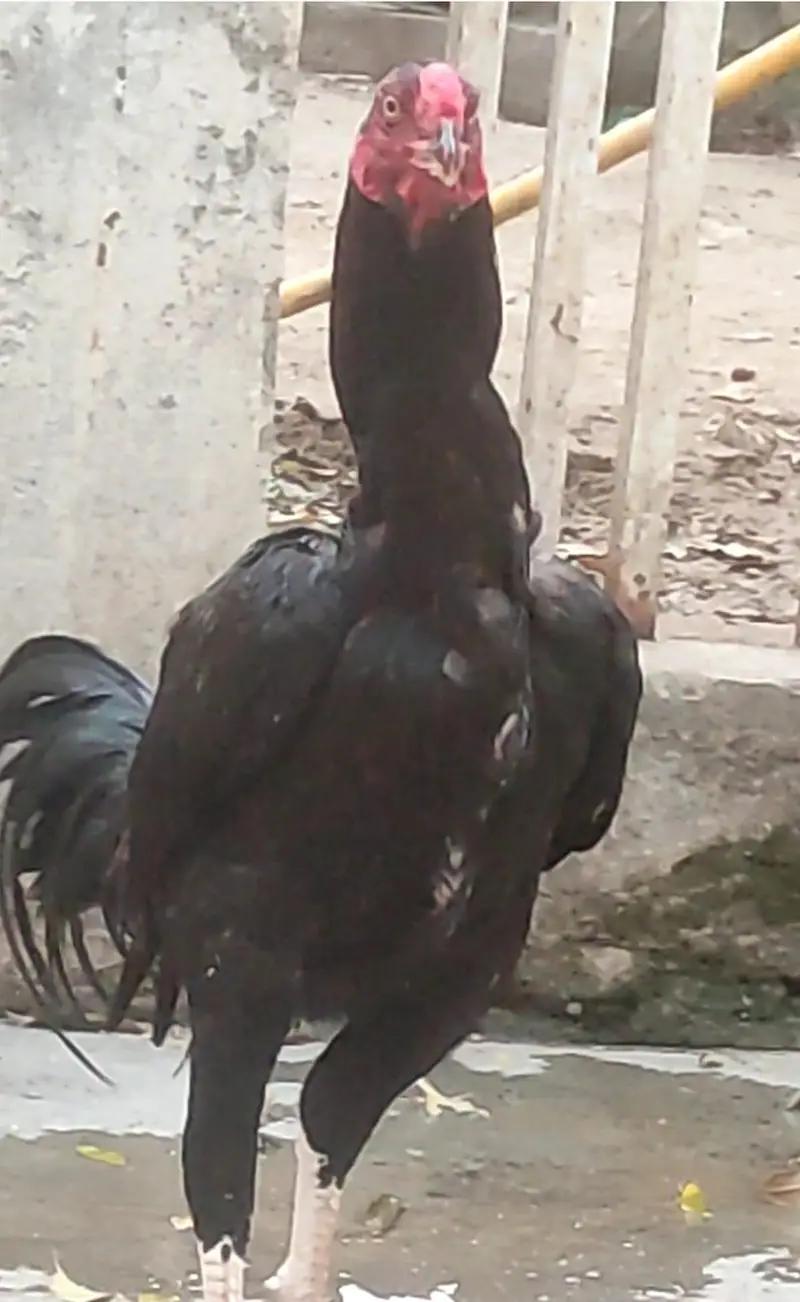 High Quality Imported Thai Aseel Rooster — photo 3