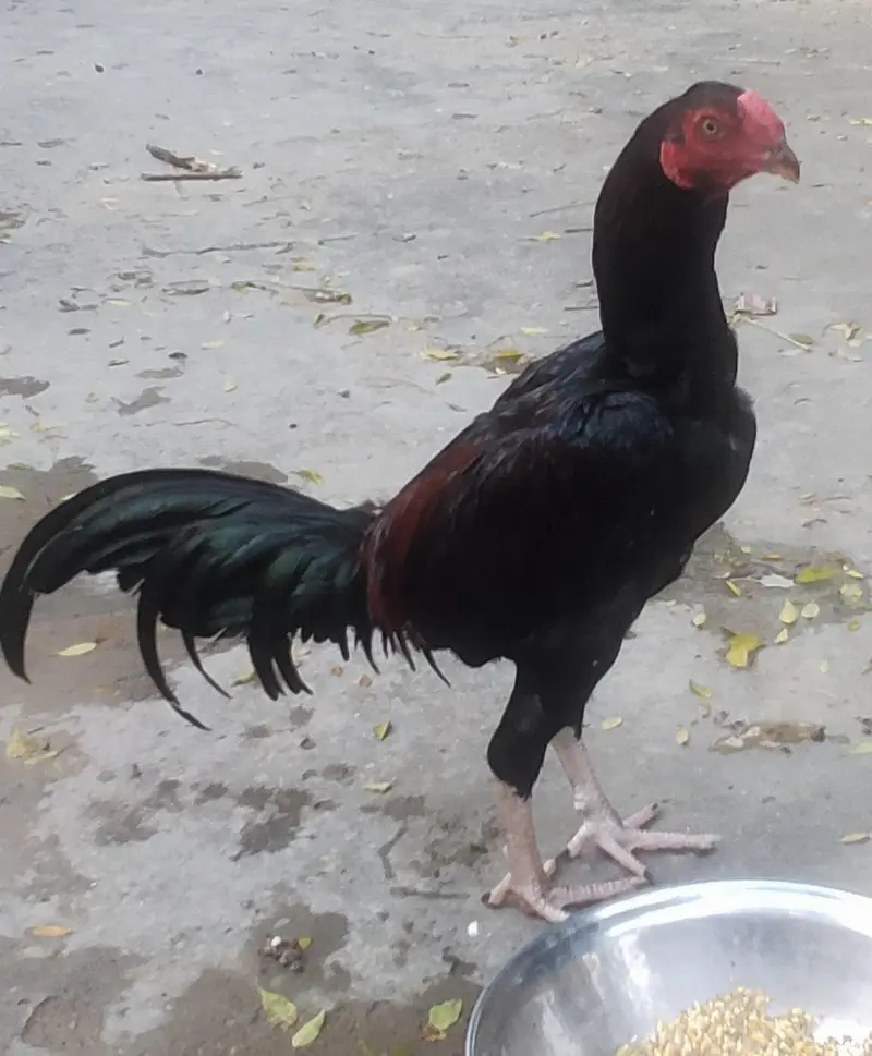 High Quality Imported Thai Aseel Rooster — photo 4