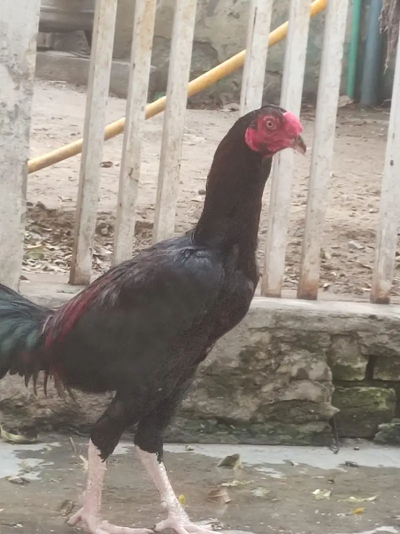 High Quality Imported Thai Aseel Rooster — photo 5