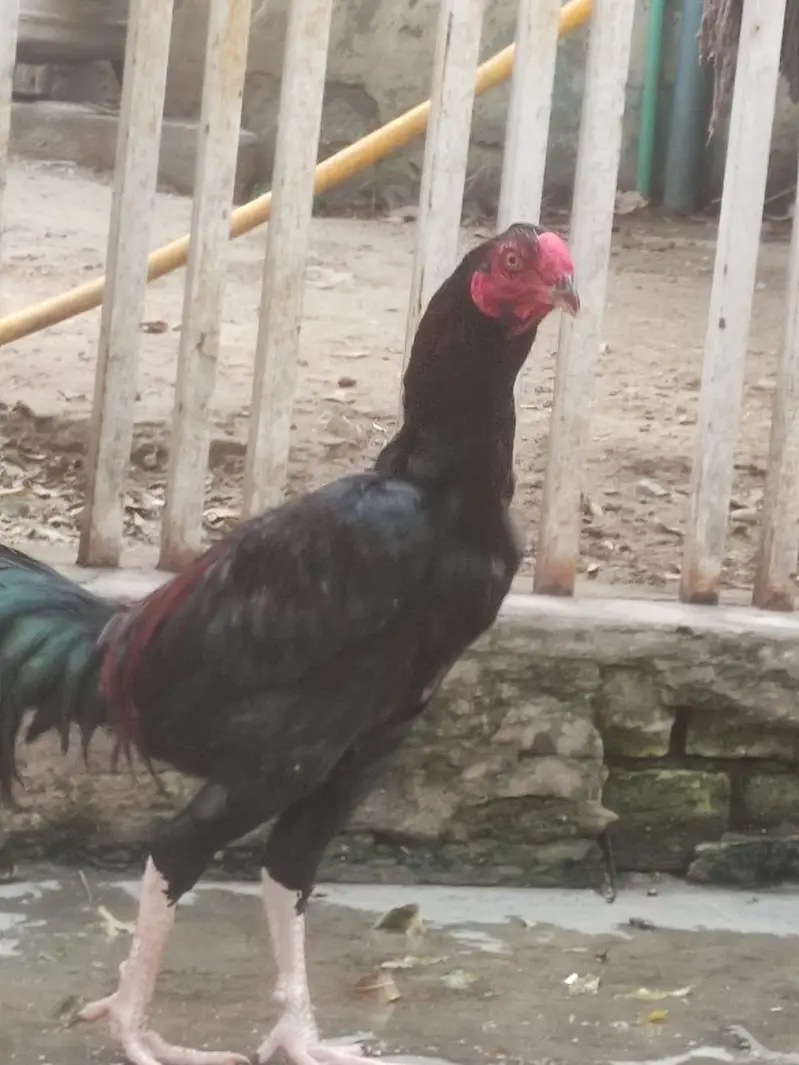 High Quality Imported Thai Aseel Rooster — photo 6