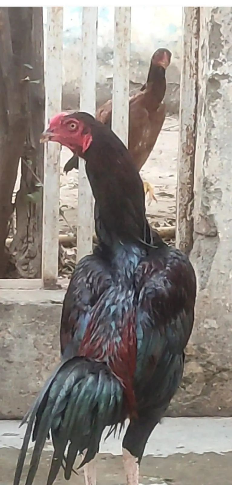 High Quality Imported Thai Aseel Rooster — photo 7