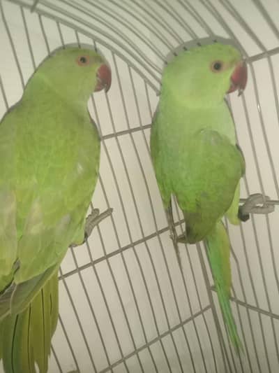 ring neck hand tammed pair