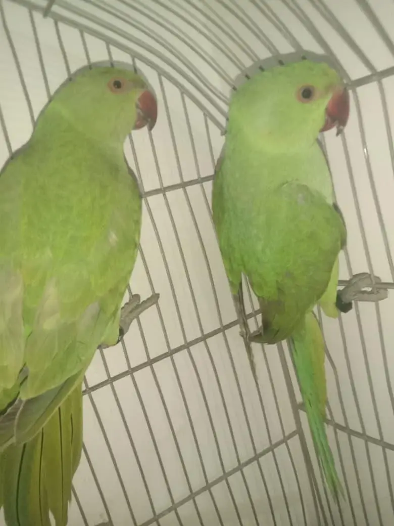 ring neck hand tammed pair