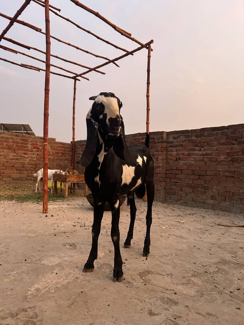 ماشاءاللہ بہت ہی کوالٹی کا بکرا فار سیل 2