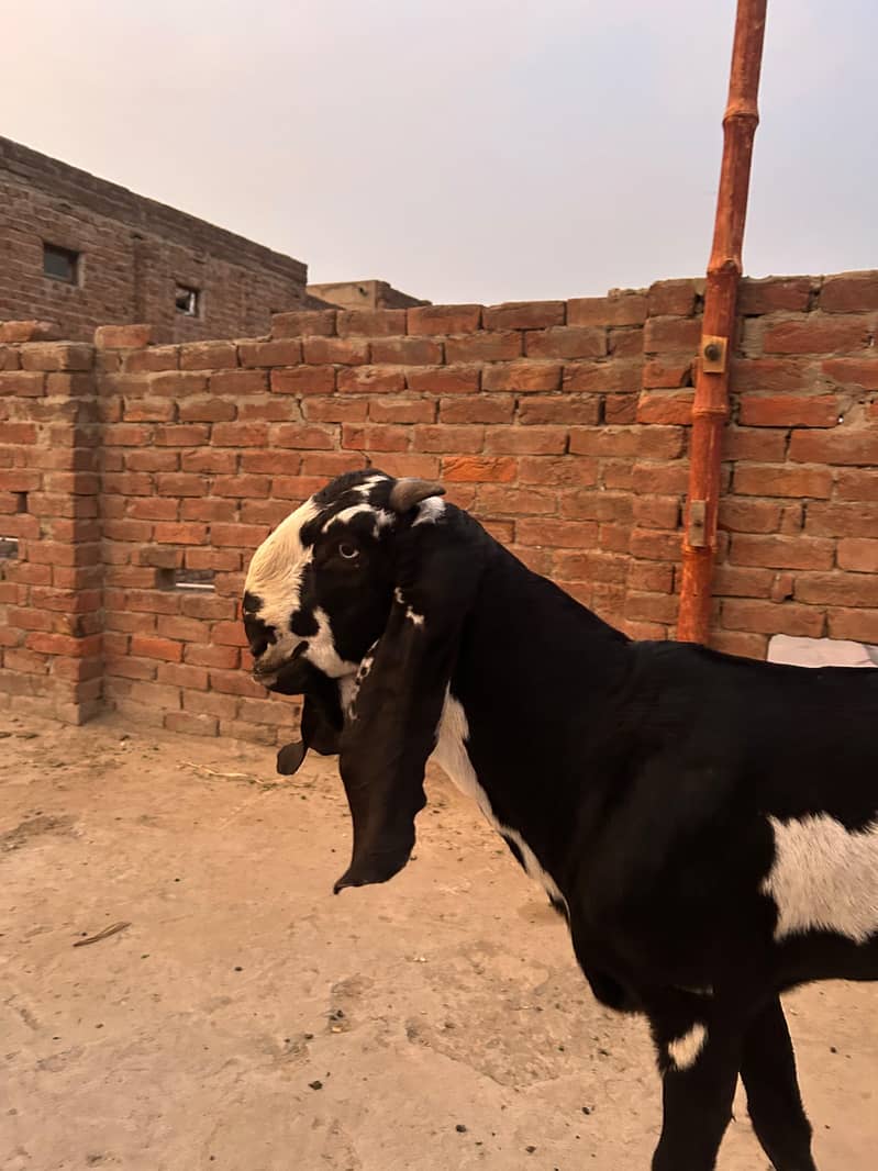 ماشاءاللہ بہت ہی کوالٹی کا بکرا فار سیل 3