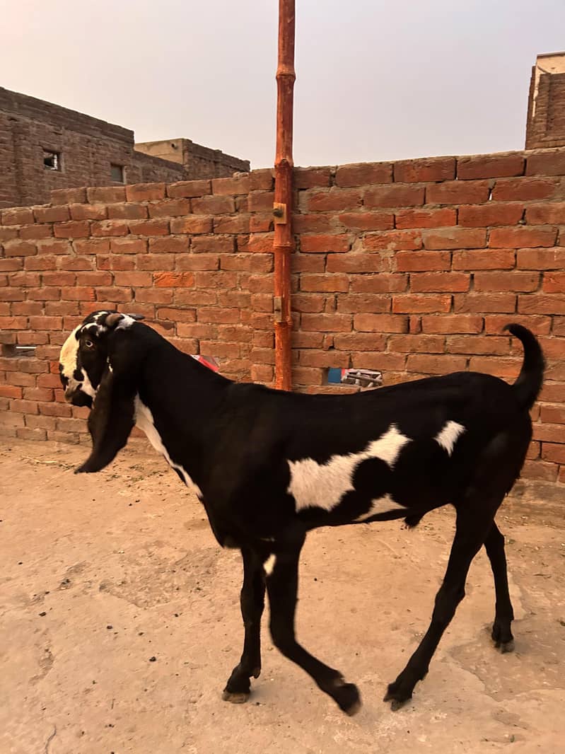 ماشاءاللہ بہت ہی کوالٹی کا بکرا فار سیل 4