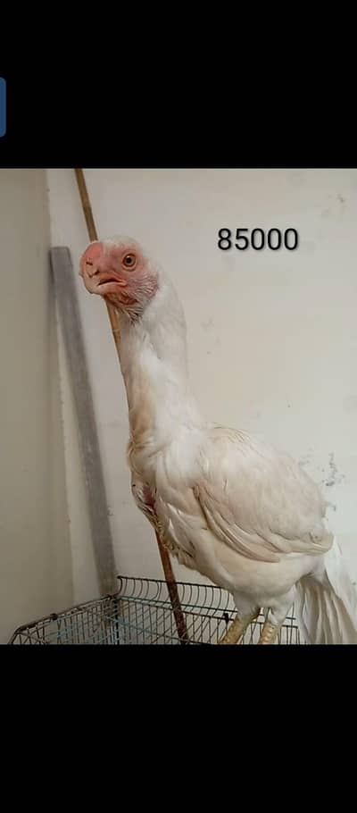 orignal indian parot beak long tail female for sale 03332745762