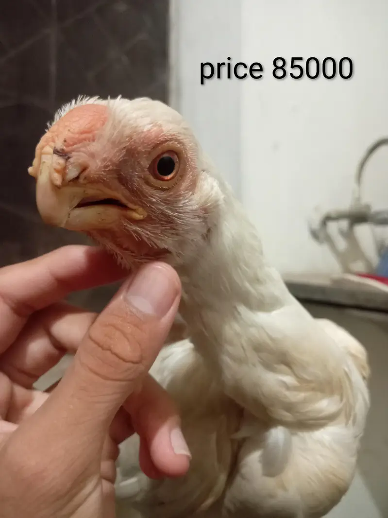 orignal indian parot beak long tail female for sale 03332745762 — photo 2