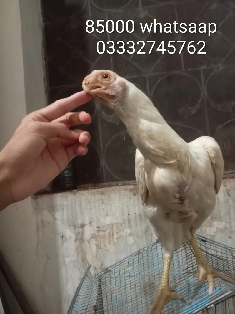 orignal indian parot beak long tail female for sale 03332745762 — photo 3