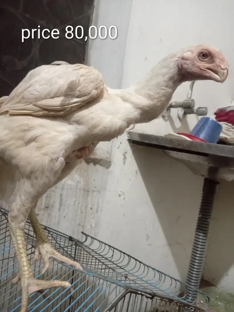 orignal indian parot beak long tail female for sale 03332745762 — photo 4