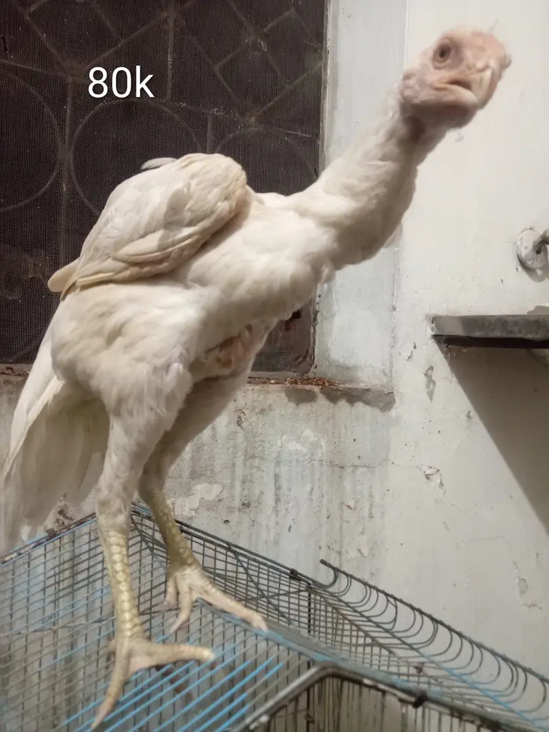 orignal indian parot beak long tail female for sale 03332745762 — photo 5