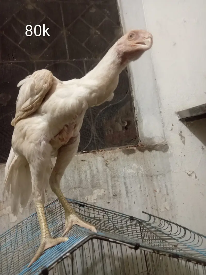 orignal indian parot beak long tail female for sale 03332745762 — photo 6
