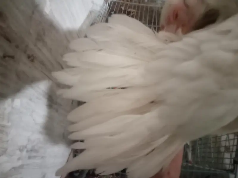 orignal indian parot beak long tail female for sale 03332745762 — photo 7