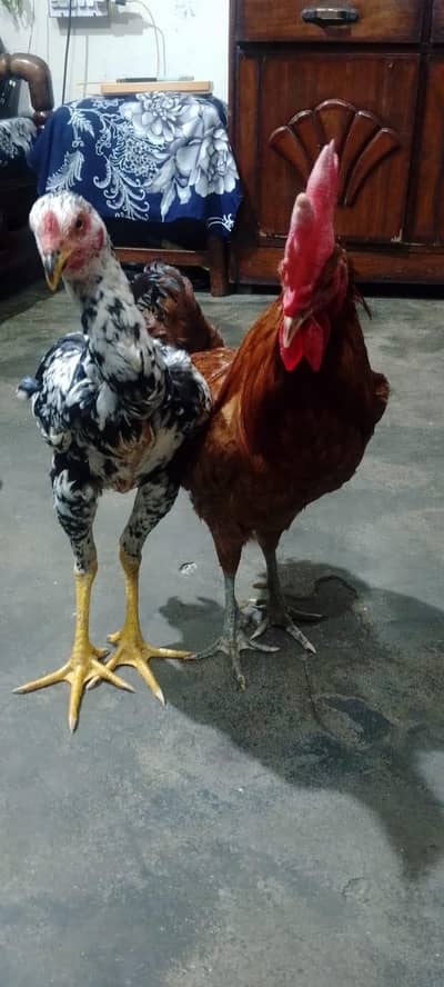 Golden Misri or Asel Pair