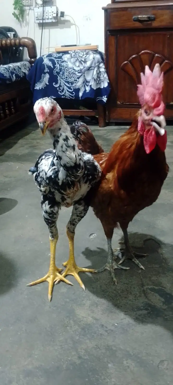 Golden Misri or Asel Pair — photo 2