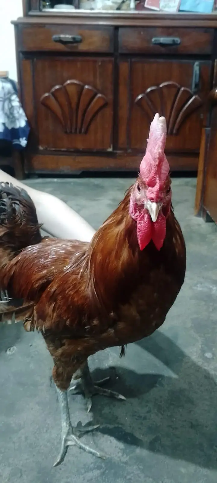 Golden Misri or Asel Pair — photo 3