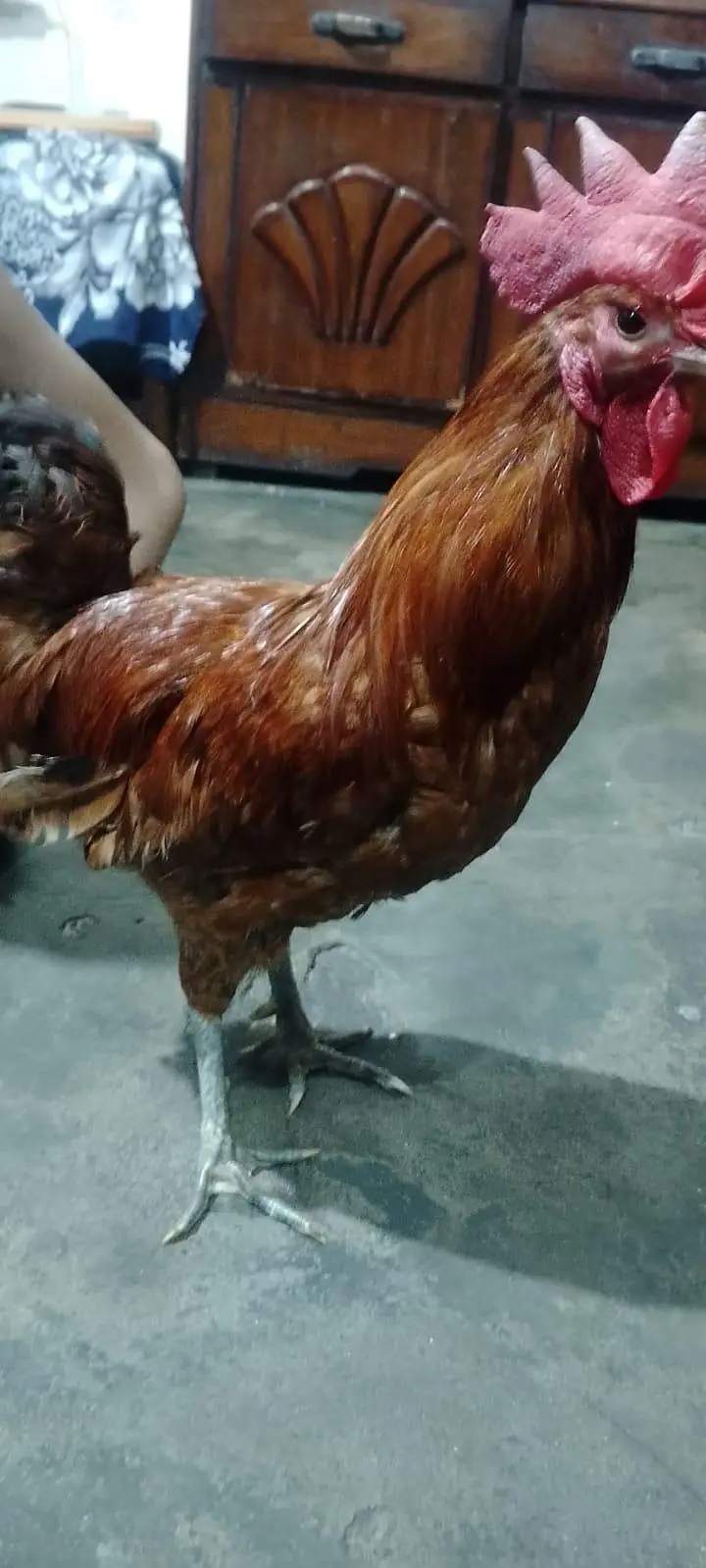 Golden Misri or Asel Pair — photo 4