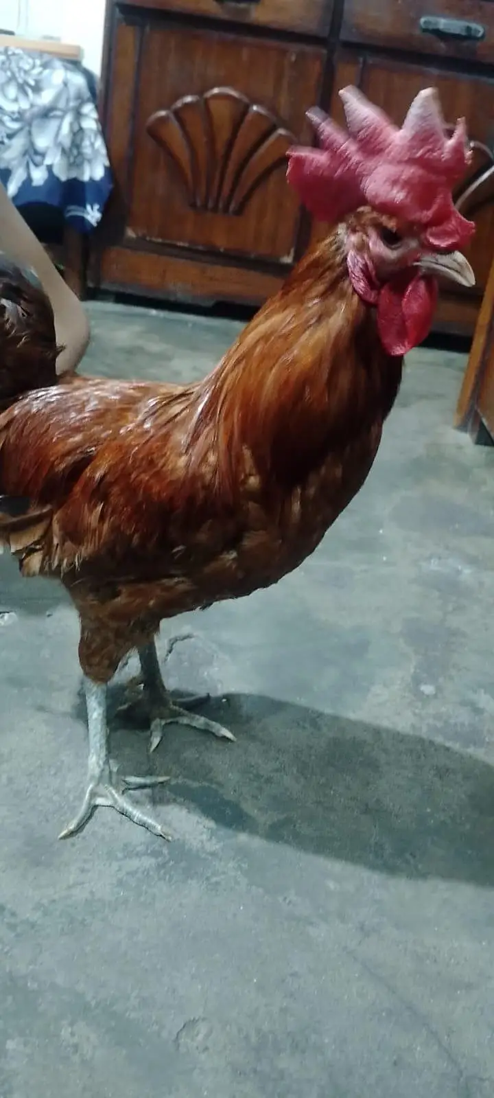 Golden Misri or Asel Pair — photo 5