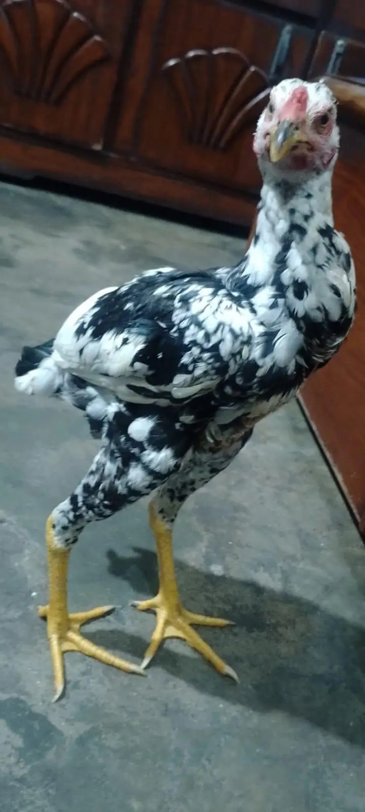 Golden Misri or Asel Pair — photo 8
