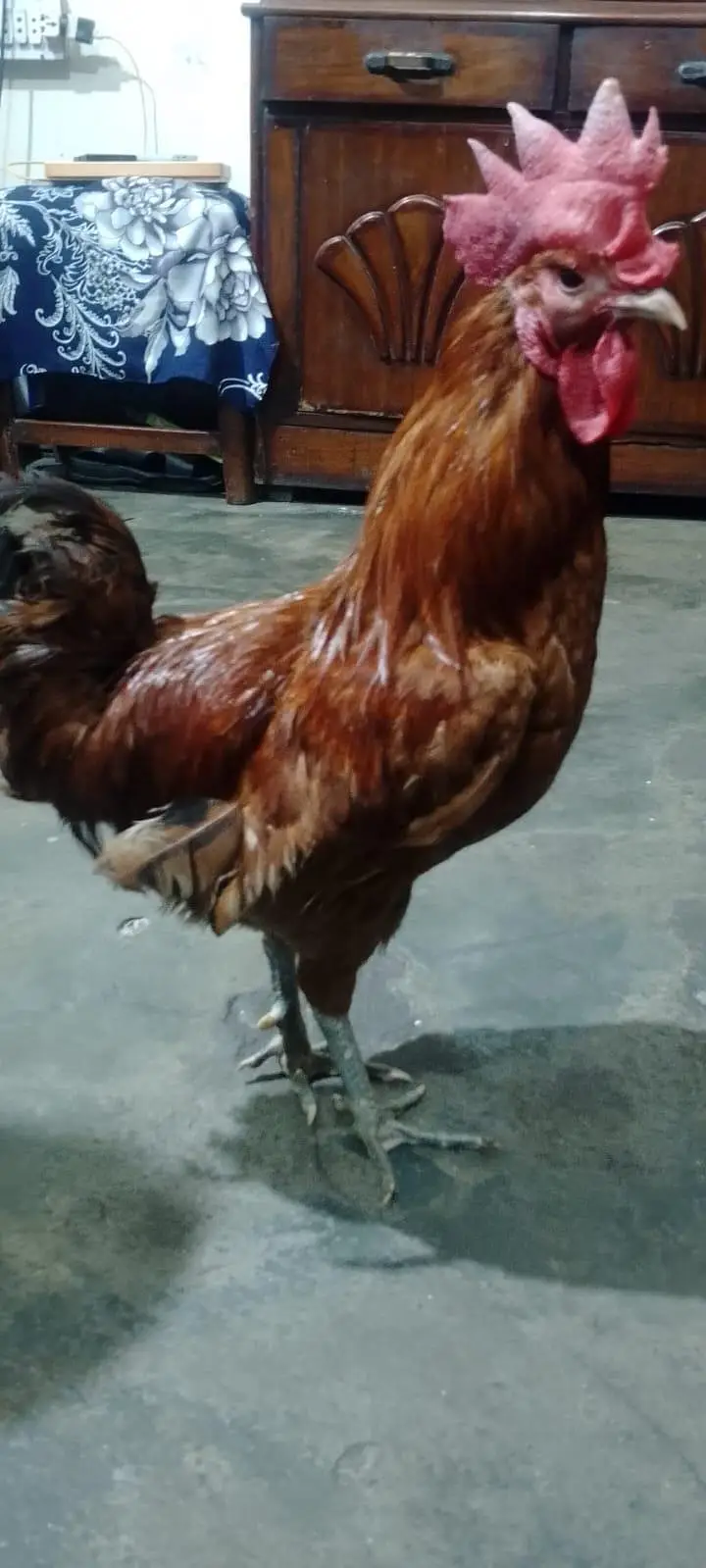 Golden Misri or Asel Pair — photo 9
