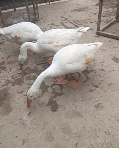 Long neck ducks (Hans)